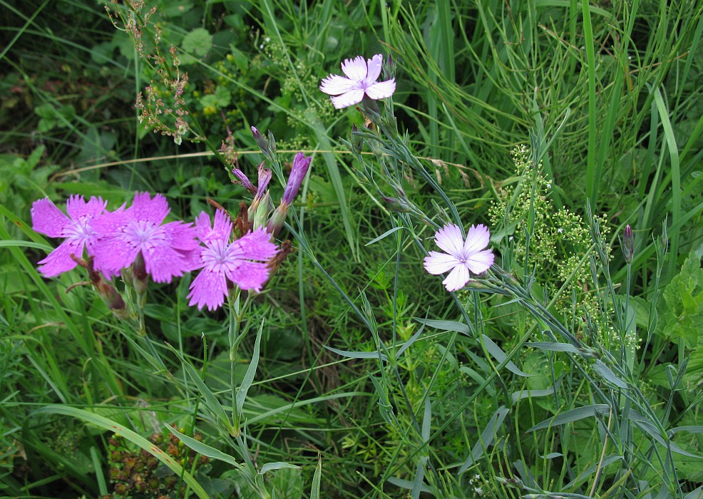 Image of Dianthus fischeri specimen.