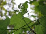 Acer velutinum