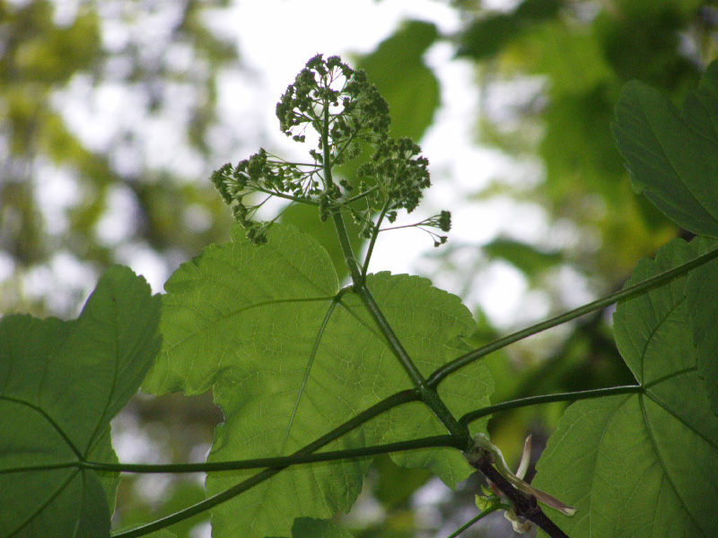 Image of Acer velutinum specimen.