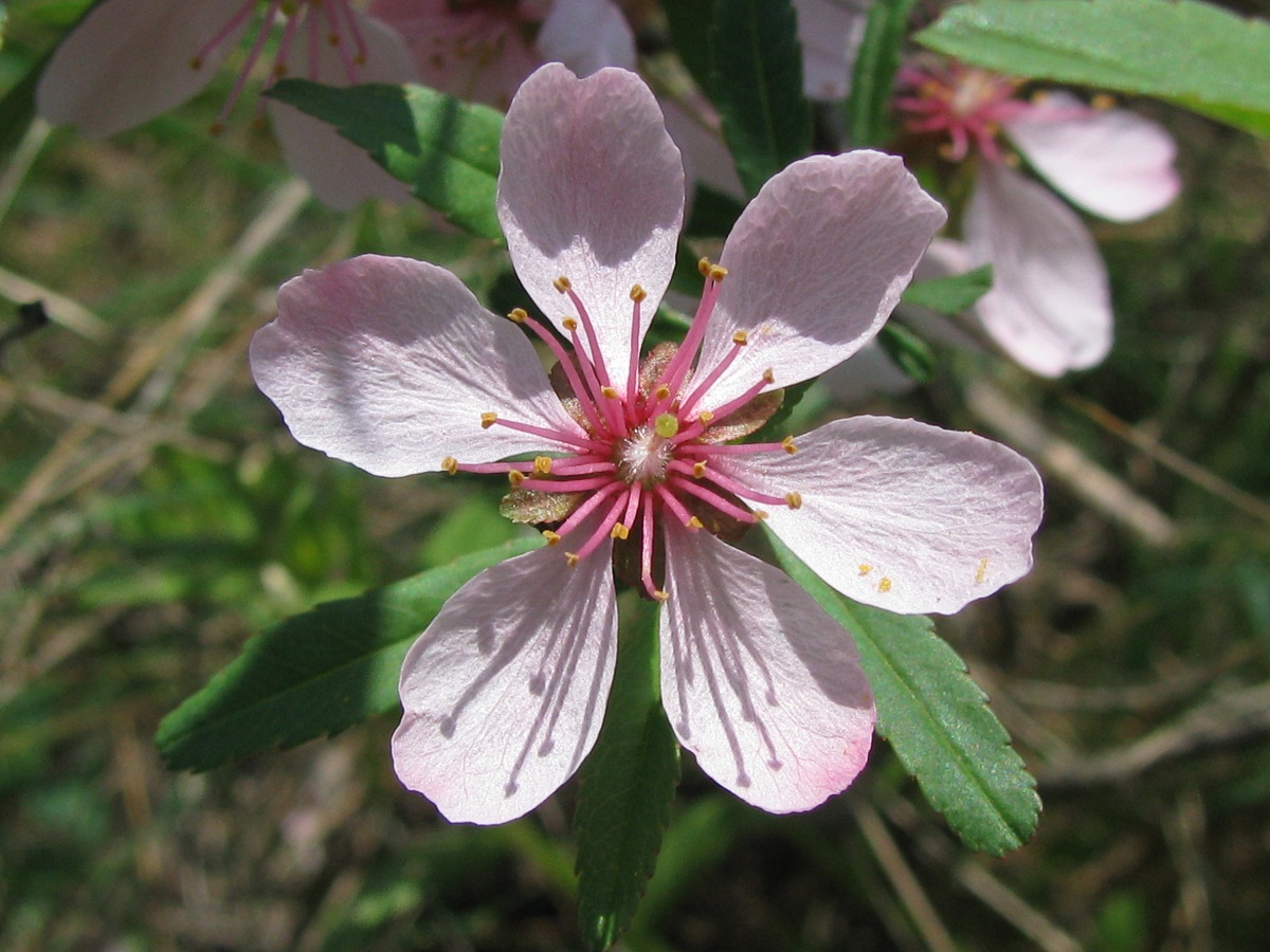 Image of Amygdalus nana specimen.