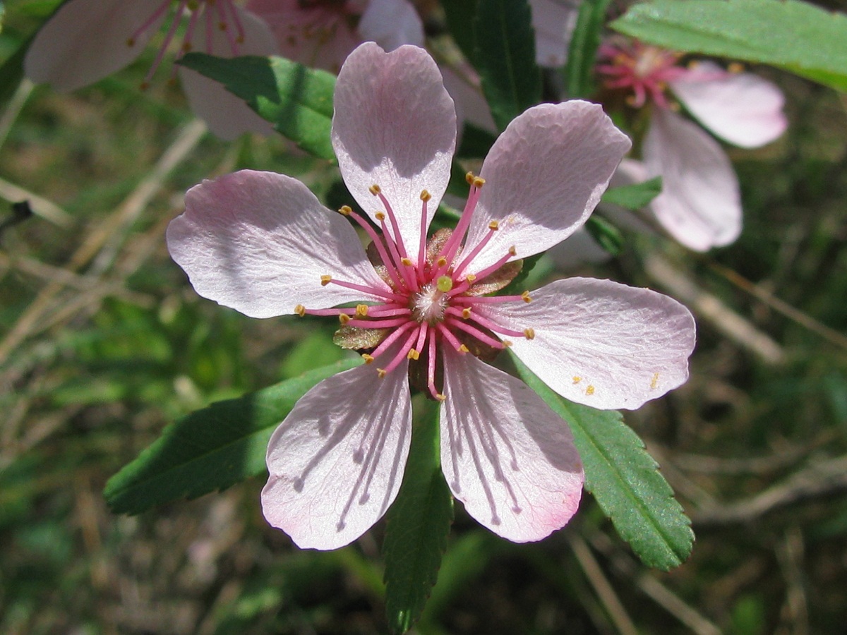 Изображение особи Amygdalus nana.