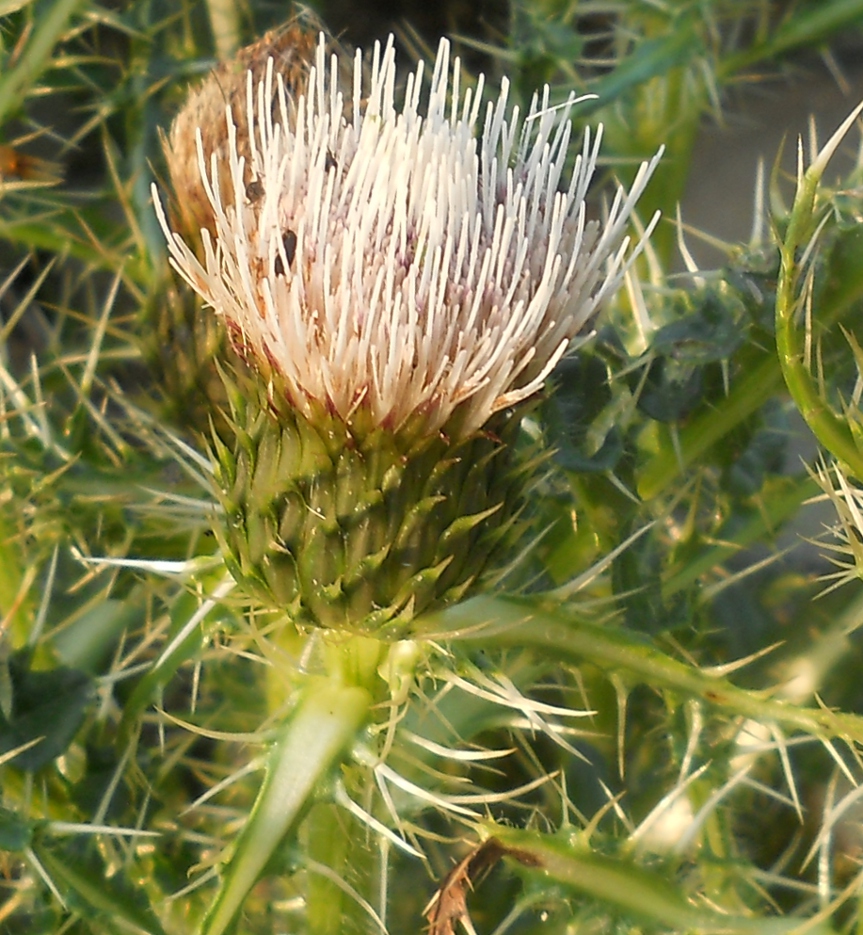 Image of Cirsium rhizocephalum specimen.