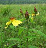 Hypericum ascyron