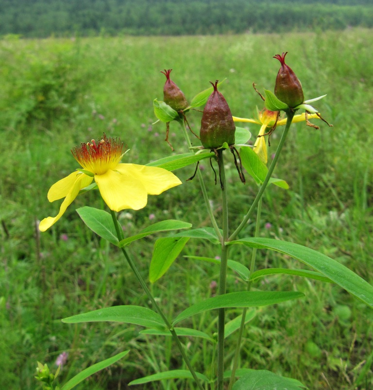 Изображение особи Hypericum ascyron.