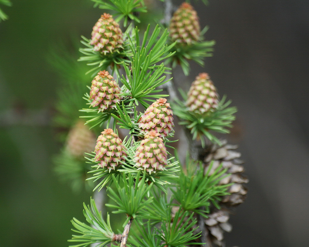 Изображение особи Larix kaempferi.