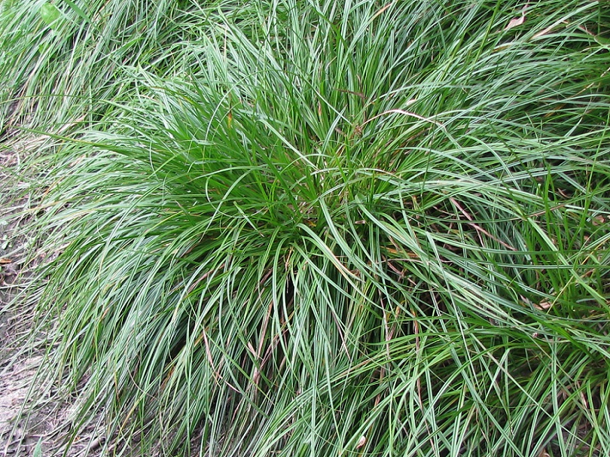 Image of Carex spicata specimen.