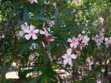 Nerium oleander