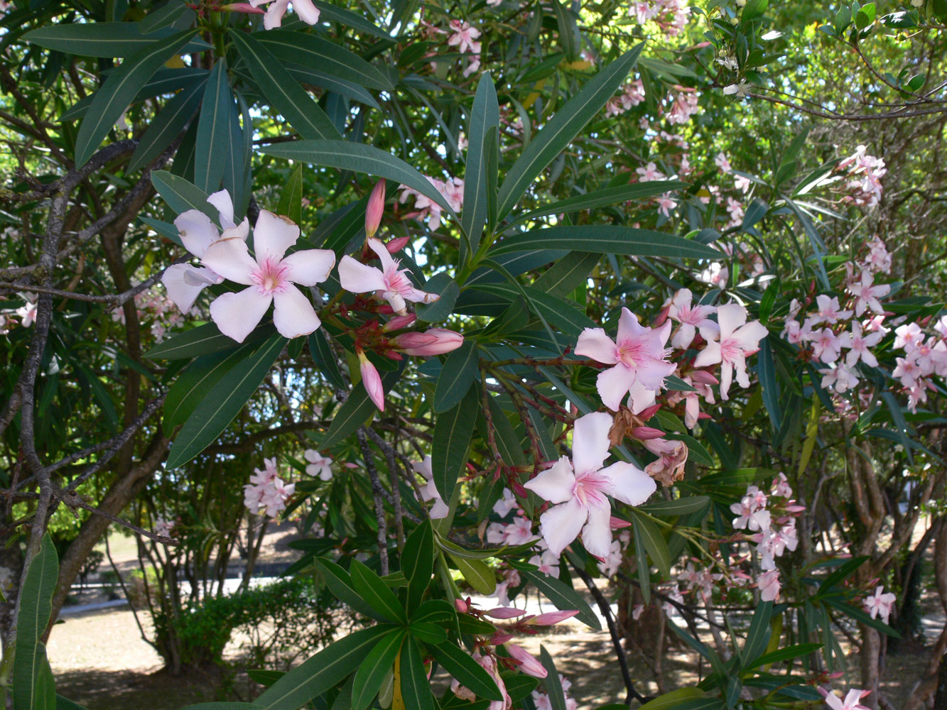 Изображение особи Nerium oleander.