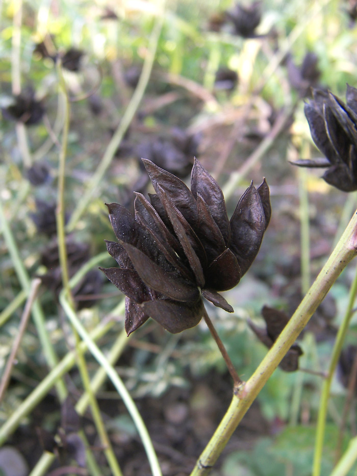 Изображение особи Desmanthus illinoensis.