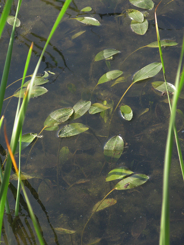 Image of Potamogeton nodosus specimen.