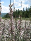 Myricaria longifolia