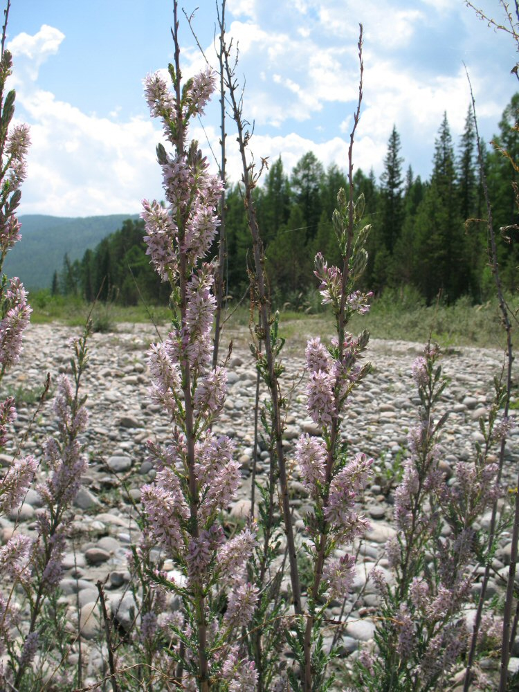 Image of Myricaria longifolia specimen.