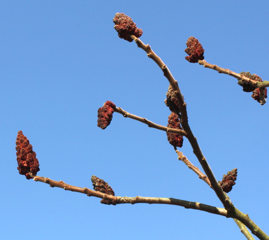 Изображение особи Rhus typhina.