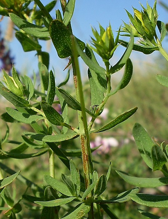 Image of Hypericum perforatum specimen.