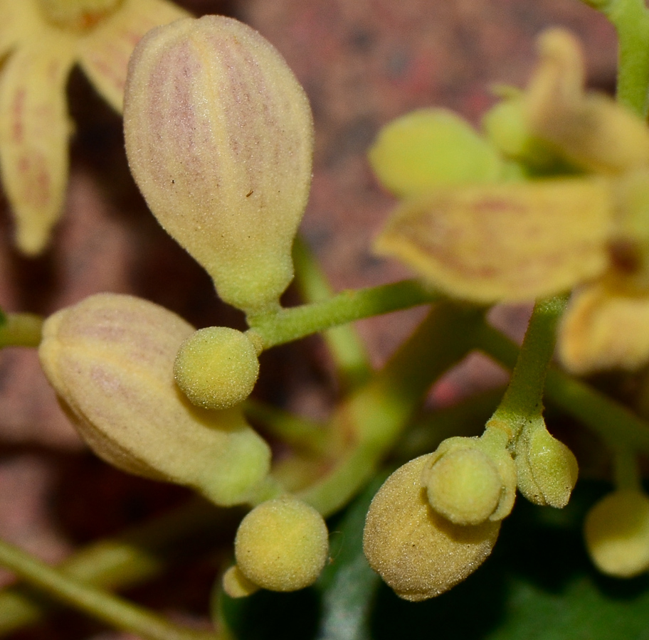 Изображение особи Brachychiton rupestris.