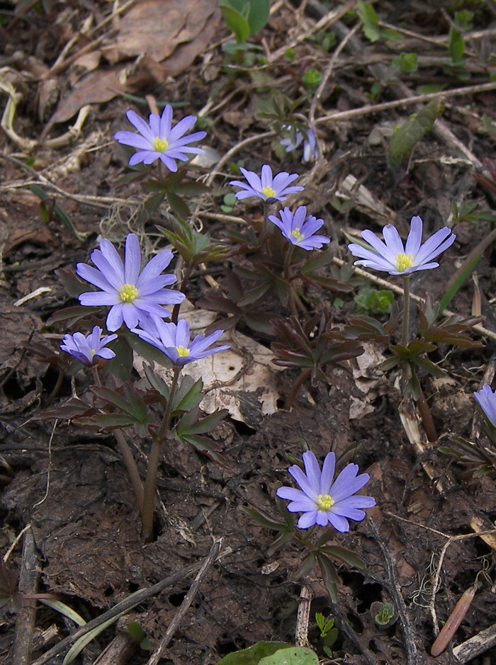 Image of Anemone caucasica specimen.