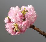 Prunus serrulata. Соцветие. Германия, г. Кемпен, в парке. 20.04.2013.