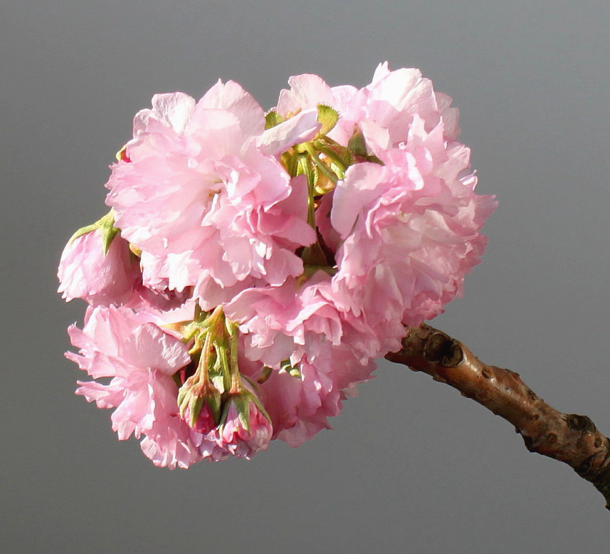 Изображение особи Prunus serrulata.