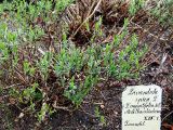 Lavandula angustifolia