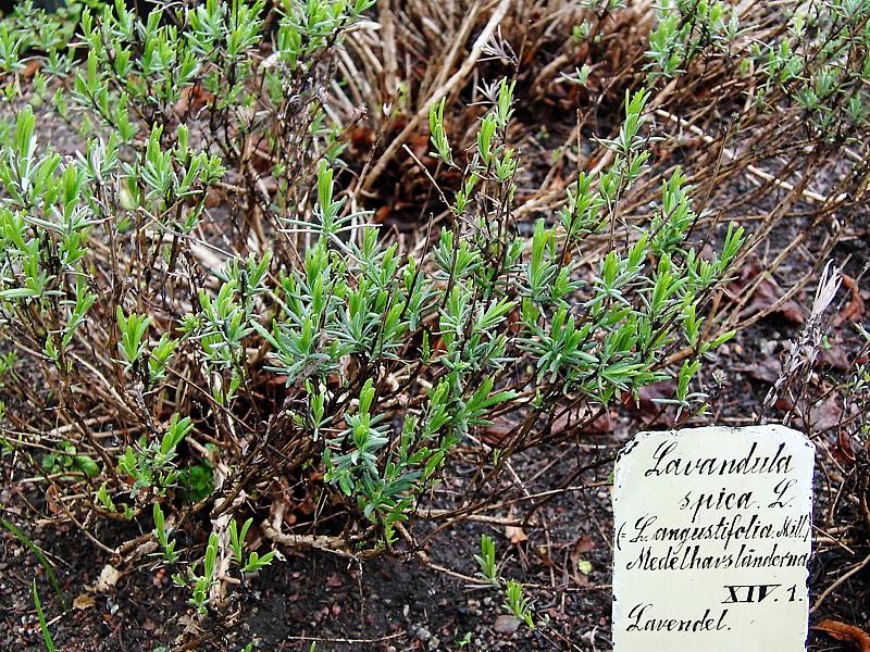 Изображение особи Lavandula angustifolia.