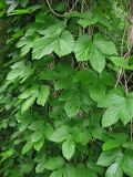 Humulus lupulus. Побеги на стволе дерева. Крым, окр. с. Перевальное, ур. Аян, в тени у ручья. 17 мая 2013 г.