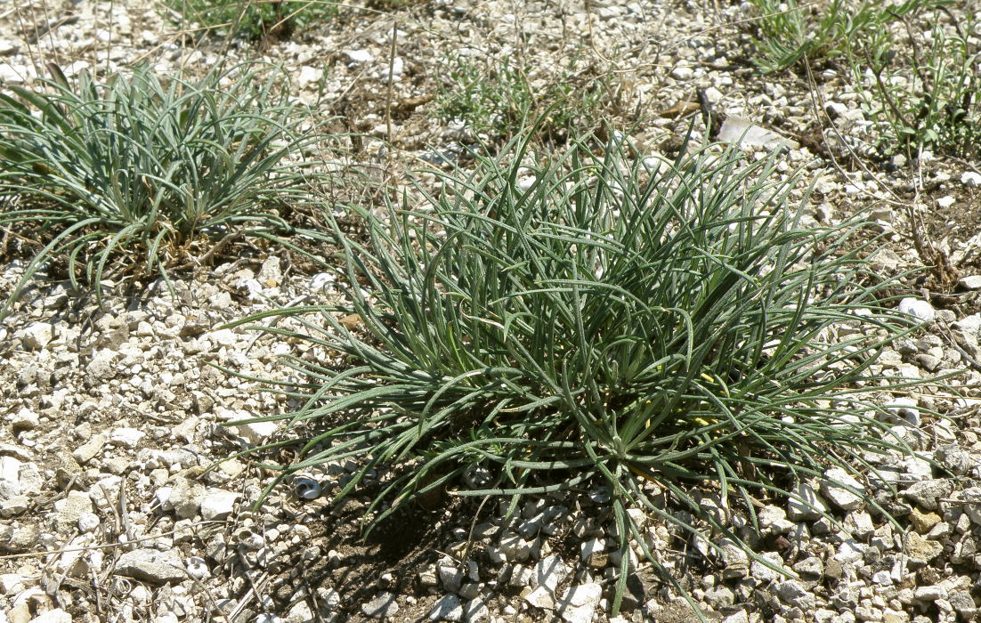 Image of Jurinea stoechadifolia specimen.