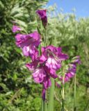 Gladiolus tenuis