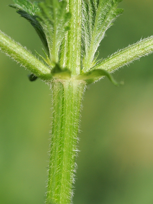 Image of Urtica galeopsifolia specimen.