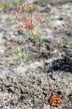 Androsace septentrionalis. Плодоносящее растение. Эстония, Сааремаа, п-ов Harilaid, приморские пески. 23.06.2013.
