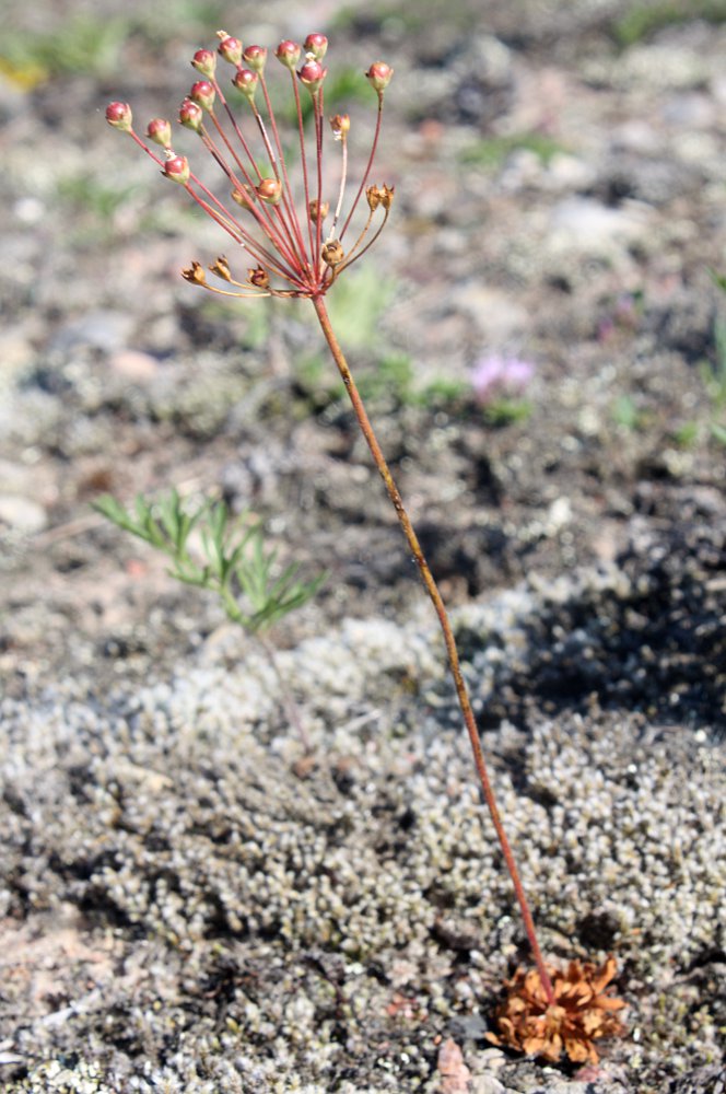 Image of Androsace septentrionalis specimen.