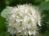 Spiraea chamaedryfolia