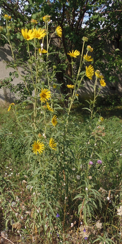 Image of genus Helianthus specimen.