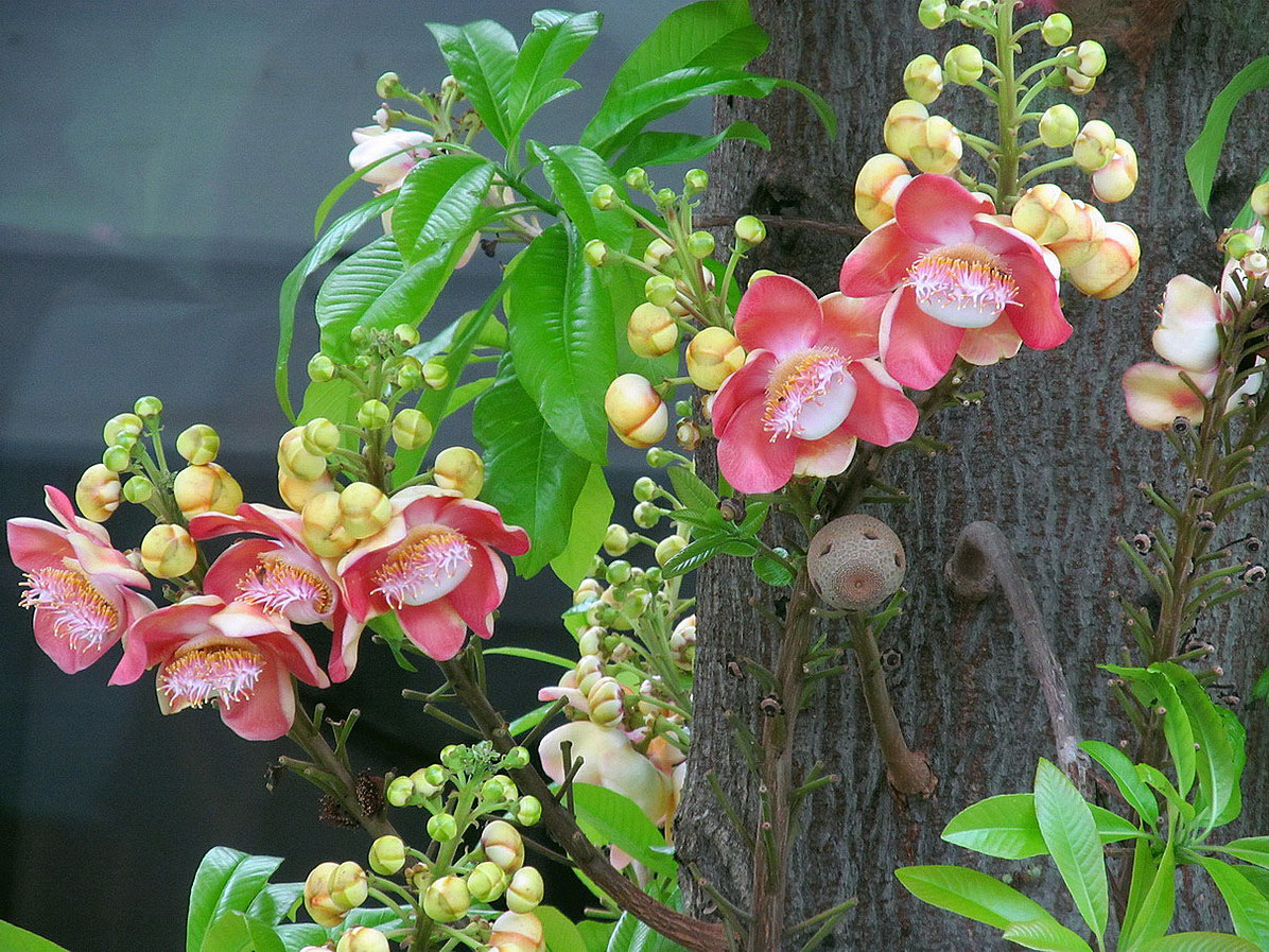 Image of Couroupita guianensis specimen.