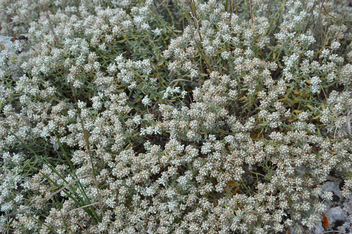 Изображение особи Teucrium capitatum.