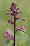 Pedicularis resupinata