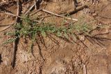 Suaeda prostrata
