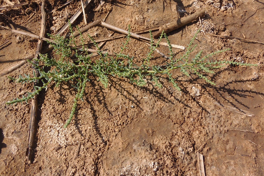 Image of Suaeda prostrata specimen.