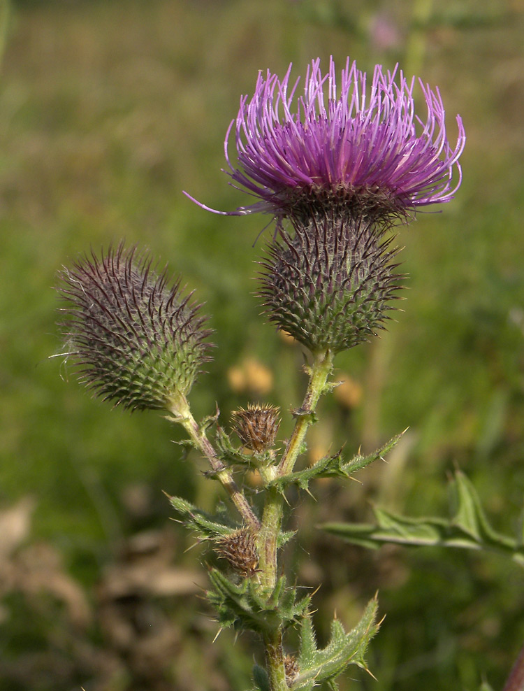 Изображение особи Cirsium arachnoideum.