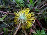 Taraxacum