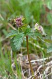 Geranium sylvaticum. Верхушка расцветающего растения. Кольский п-ов, Хибины, подножие у южного склона массива Кукисвумчорр. 17.06.2013.