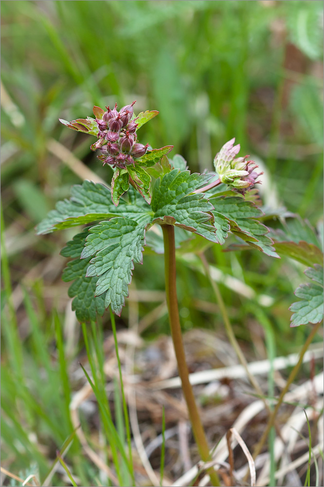 Изображение особи Geranium sylvaticum.