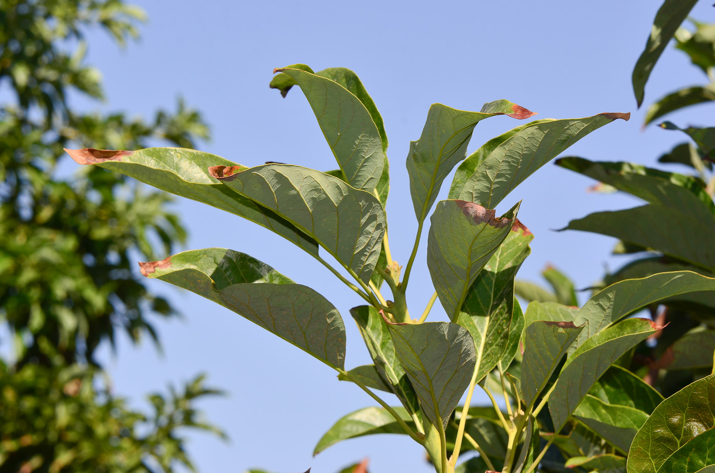 Image of Persea americana specimen.