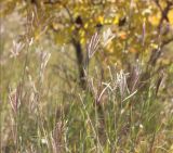 Bothriochloa ischaemum. Верхушки побегов с соцветиями. Черноморское побережье Кавказа, Новороссийск, южнее мыса Шесхарис, травостой с доминированием данного вида. 13 октября 2013 г.