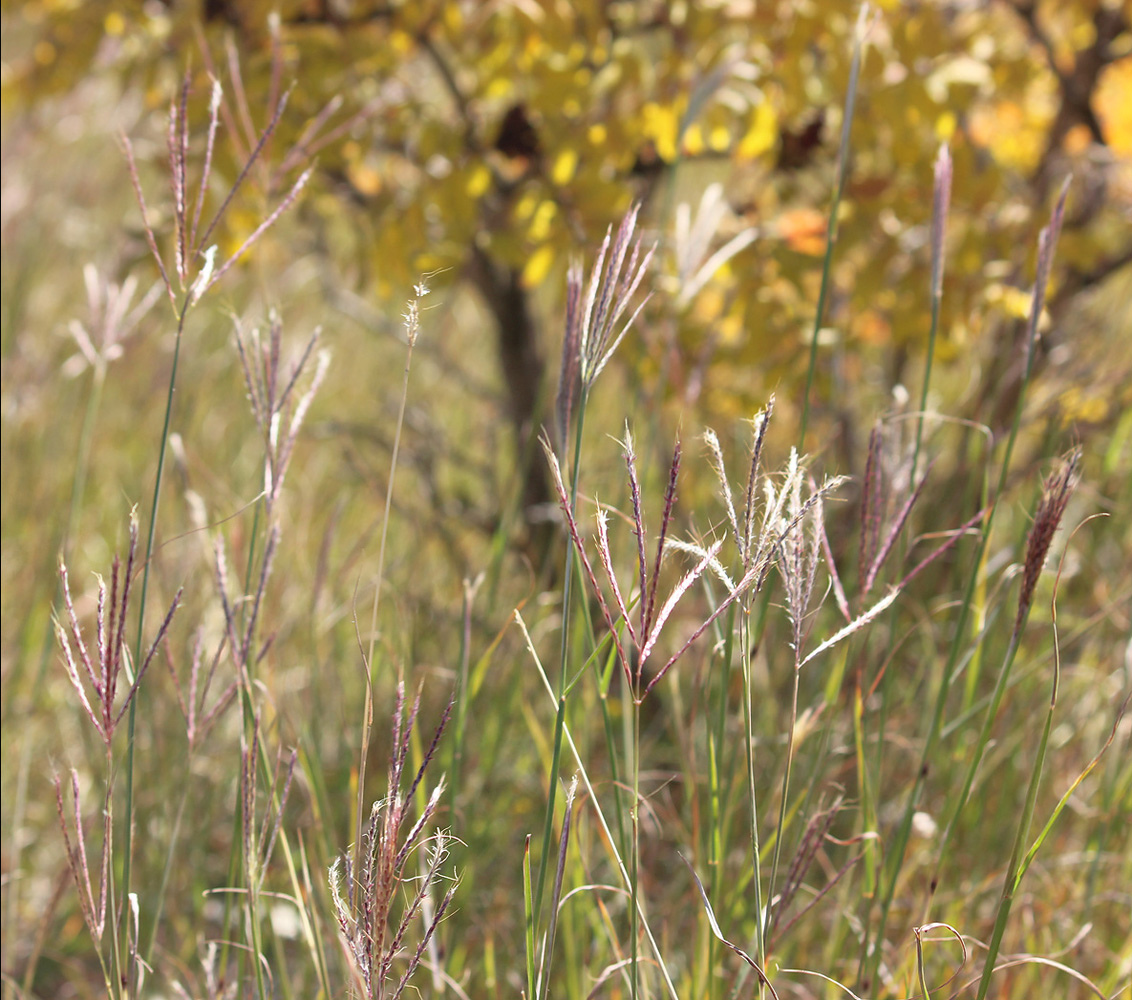 Image of Bothriochloa ischaemum specimen.