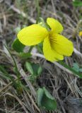 Viola uniflora