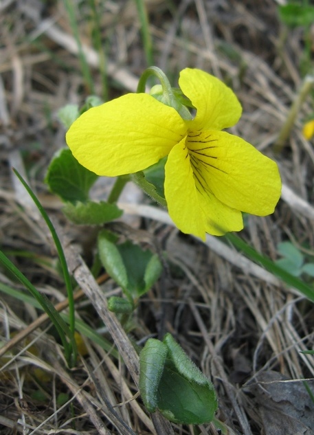 Image of Viola uniflora specimen.