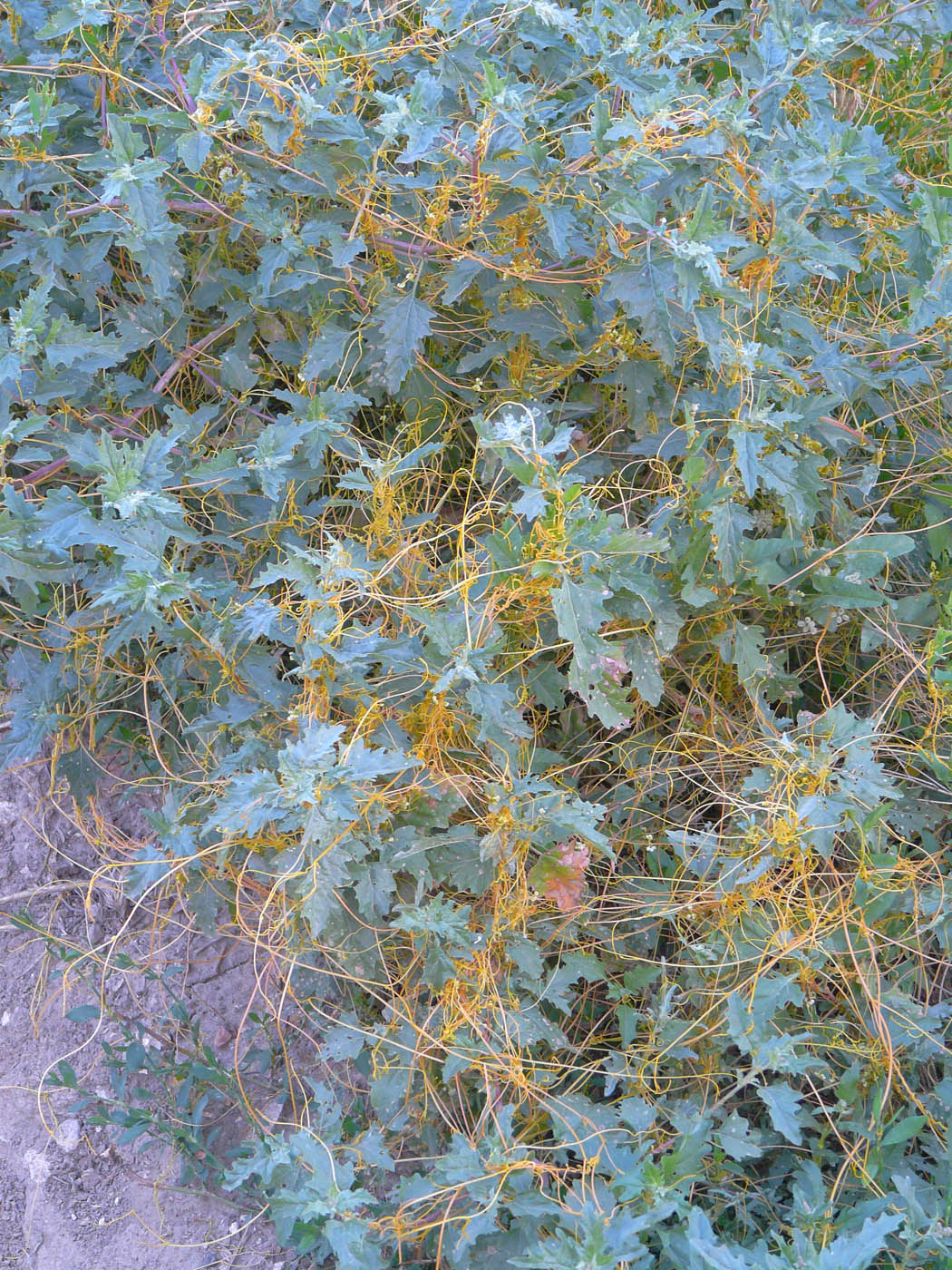 Image of Cuscuta campestris specimen.