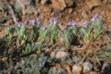 Thymus roegneri. Часть веточки с цветками. Крым, Севастополь, высоты Кая-Баш. 10 мая 2012 г.