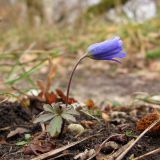 Anemone banketovii. Цветущее растение. Краснодарский край, окр. г. Крымск, обочина горно-лесной дороги. 08.12.2013.