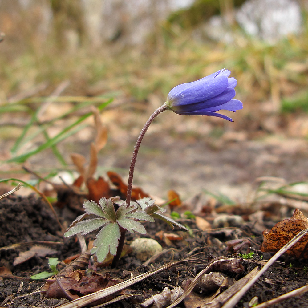 Изображение особи Anemone banketovii.